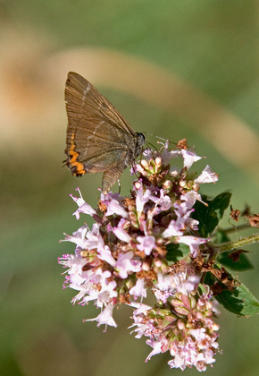 White Letter Hairstreak 2 DMOO78
